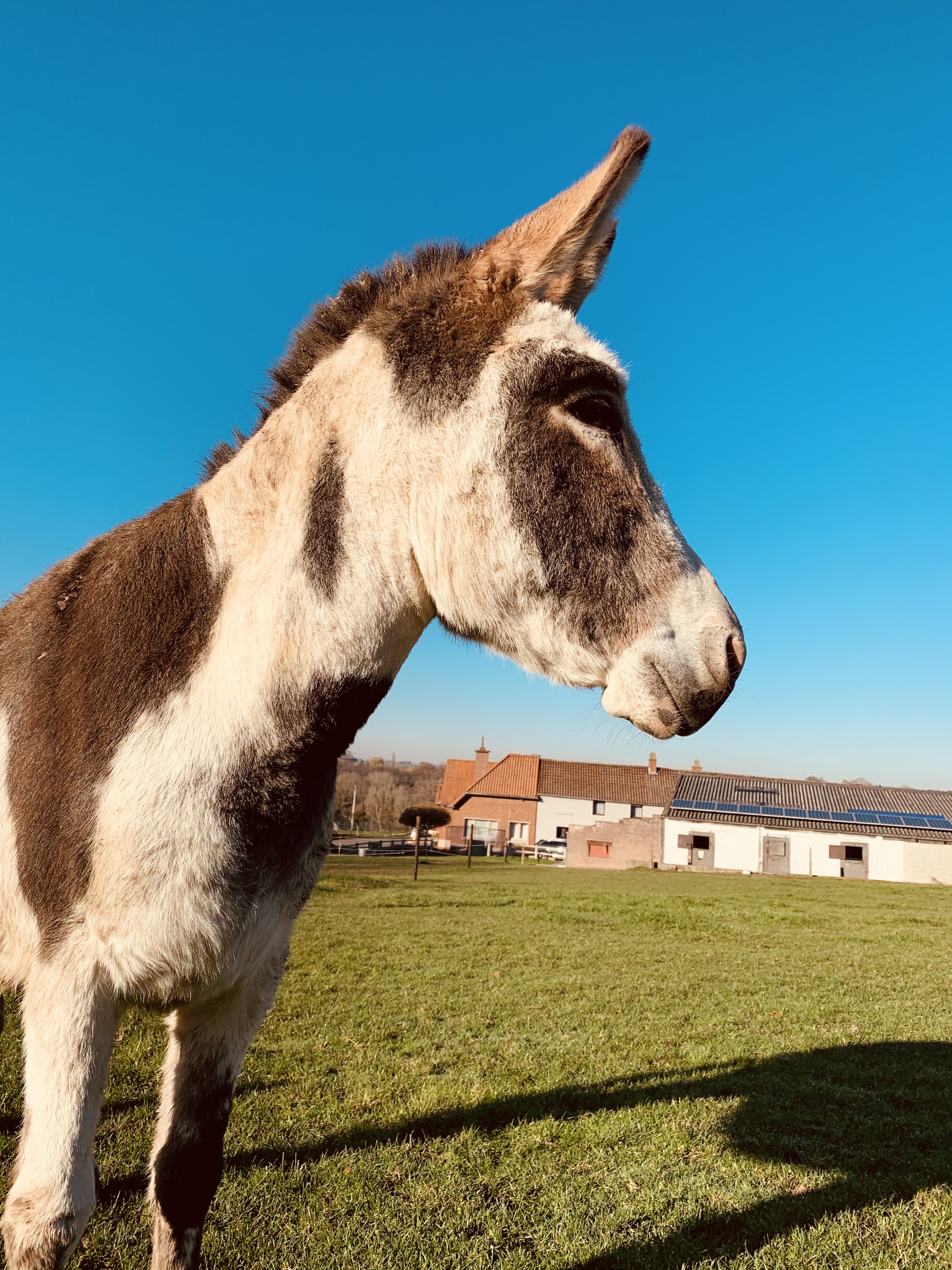 La Ferme de la Rocq à Feluy près de Seneffe. Pension chevaux & ferme pédagogique avec lapin, chevaux, ânes,...