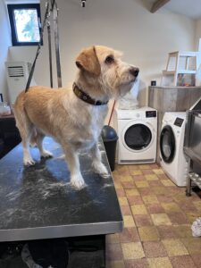 collier chien moyen colombus