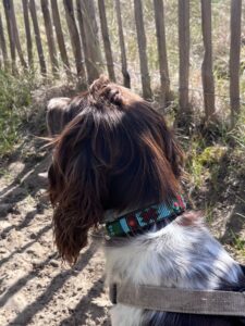 collier chien moyen Hatti