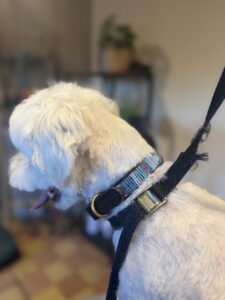 collier petit chien Lady