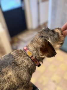 collier petit chien Noa