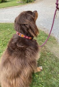 collier grand chien + laisse ajustable