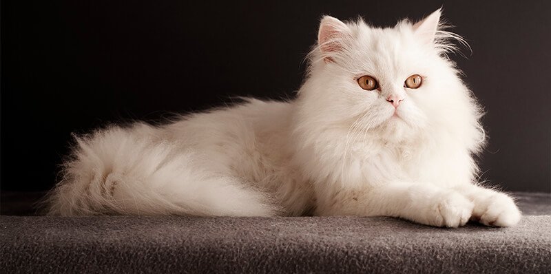 Toilettage Canin Professionnel Chez Poils & Papouilles à Feluy près de Seneffe pour les grands chiens de moins de 35kg (Berger Australien, Labrador, Caniche royal,...)